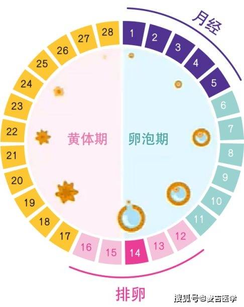 女性一个月排卵几次，深入了解女性生理周期