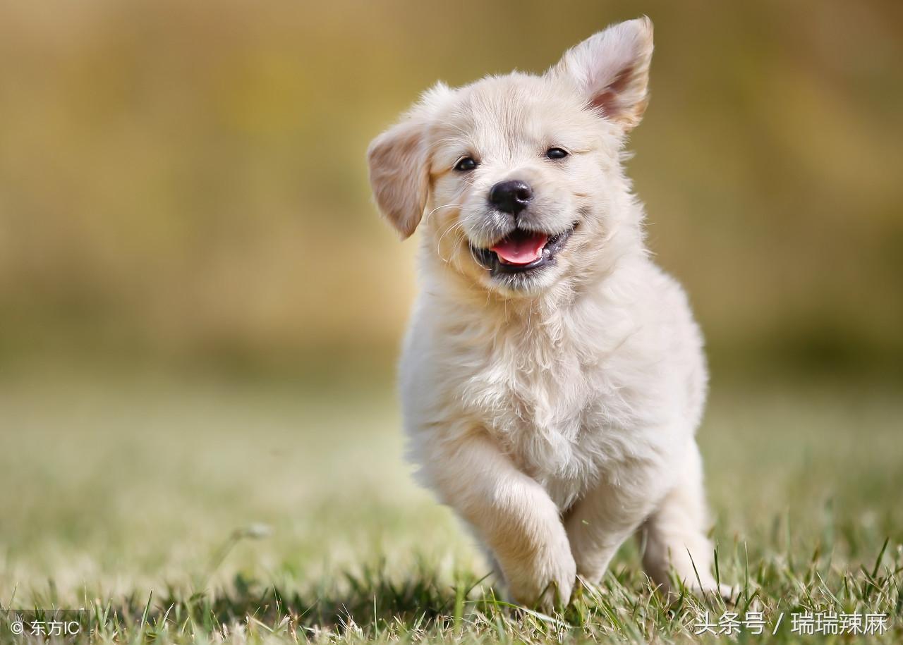 金毛犬五个月时的标准体重