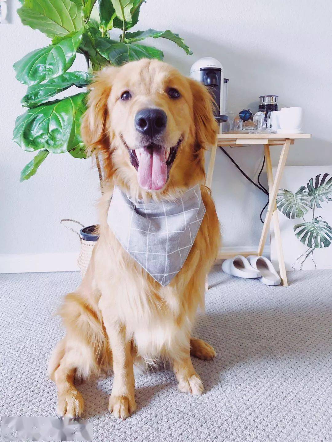 金毛犬的成长周期与繁殖周期，了解金毛几个月生